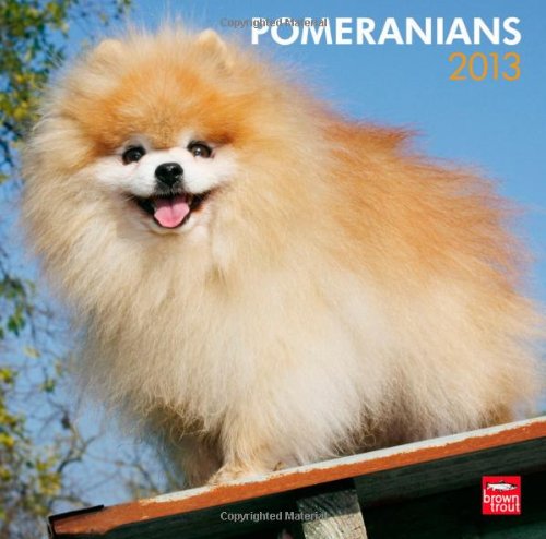 Pomeranians 2013 - Zwergspitze - Original BrownTrout-Kalender