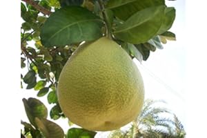 PERAGASHOP 1 PIANTA DI POMELO (CITRUS MAXIMA) IN VASO 20CM agrumi orto giardino