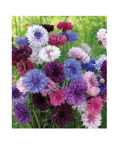 Kornblume - Bachelor's Buttons Color Mix - Centaurea cyanus - Blume - 200 Samen