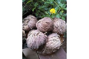 Rose de Jéricho bonheur et longue vie