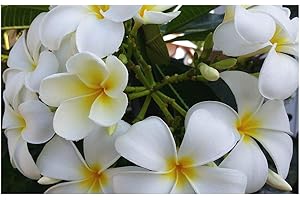 EXOTIC PLANTS Plumeria Snowwhite - Frangipani - 3 graines