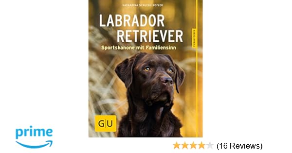 Labrador Retriever Sportskanone Mit Familiensinn Gu - 