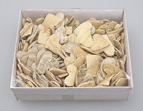 Birkenherz Natur 2,5cm 200 Stück Streudeko - 2