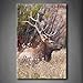 Produktbild Lone Bull Elk Ständer in dicken Wachstum von Gras Tree Art Wand Bilder Kunstdruck auf Leinwand Tier die Bild für Home Moderne Dekoration Stretched by Holz Rahmen, fertig zum Aufhängen
