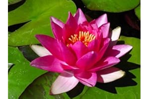 NATURAVIVA BASSANO NINFEA RUSTICA RESISTENTE ROSSA + CONCIME OMAGGIO