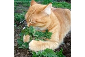 CIFO Erba Gatta (Nepeta cataria) – PER GATTI (Semente)