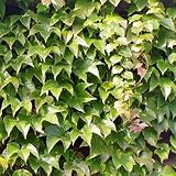 Wilder Wein 'Veitchii' - Schnellwachende Kletterpflanzen