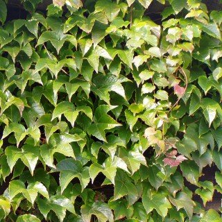 Wilder Wein 'Veitchii' - Schnellwachende Kletterpflanzen