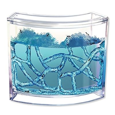 Euroweb Aquarium naturel pour fourmilière science jeu