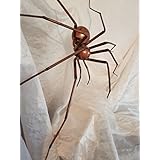 Spinne aus Kupfer