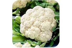 GROWTANICAL Cauliflower Summer 'Amazing' Mini Plug Plants x 12 'Grow Your Own'