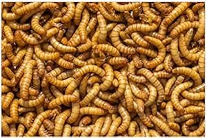 Livefood UK Live Mealworms Regular 1KG (2 x 500g bags)