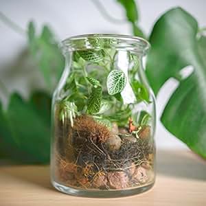 Terrarium Kit mit Glas Behälter, Mini Garten, Geschenk