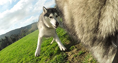 GoPro Zubehör Fetch Hundegeschirr (geeignet für HERO4/HERO3+/HERO3/HD HERO2/Original HD HERO/HERO) - 7