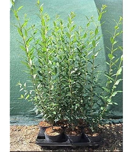 Ligustrum vulgare 'Atrovirens' 80120 cm  Winterhart, Mehrjhrig,  Pflegeleicht  Gewhnlicher Liguster  Heckenpflanze fr Garten &  Sichtschutz : Amazon.de: Garten