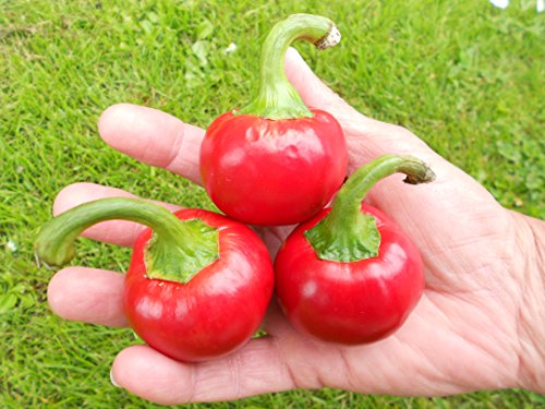 Cherry Bomb -Rote riesen Kirschchili 10 Samen ***Enormer Ertrag***
