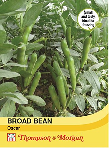 Thompson & Morgan - Vegetable - Broad Bean Oscar - 50 Seed