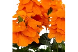 DECOALIVE Crossandra Planta Natural - Un Toque Tropical con Flores Naturales Naranjas
