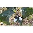 white bhilawa tree Rare live plant