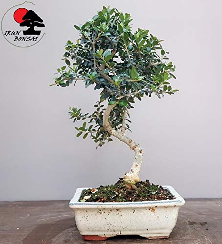 BONSAI OLIVO SILVESTRE 7 AÑOS (ACEBUCHE)