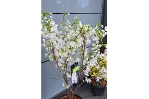 PLANTENWELT WIESMOOR Japanische Zierkirsche Prunus kurilensis Brilliant 60-80 cm hoch im 5 Liter Pflanzcontainer