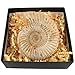 Price comparison product image Junior Geo - Genuine Fossil Ammonite in a Box