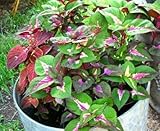 Herencia de 600 semillas de perilla falso coleo shiso bistec planta rojo flor de la hierba semillas a granel a049