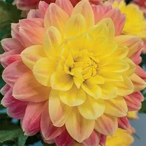 FERNSFLY Flower Bulbs IMP. Dahlia | Dhalia | Dahalia Perennial Flower Bulbs Excellent Quality Attractive Aromatic Flower Home Outdoor Gardening Flowering Bulbs (Pack Of 2 The October Sky)