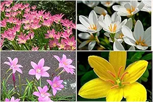 FernsFly IMP. Rain Lily | Zephyranthes Lily | Magic lily Flower Bulbs Home Indoor Outdoor Flowering Gardening Bulbs Blooming planting (Pack of 30 The Multi Mix )