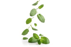 ACQUA TOWER GROWING SYSTEMS Mint Plants, 'Peppermint', 2 x Full Plants in 9cm Pots, Peppermint, Mint, Garden Ready and Ready to Plant, Premium Quality Herbs