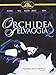 Produktbild Orchidea selvaggia 2 [IT Import]