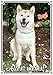 Produktbild Hundeschild - Shiba Inu - massives Metallschild im Fotodruck - uv-beständig, DIN A3