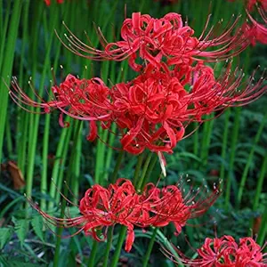 Floriculture Greens Imp. Lycoris Lily (Spider Lily) Bulbs For Home Gardening Planting (Red Spider, Pack Of 2 Bulbs)