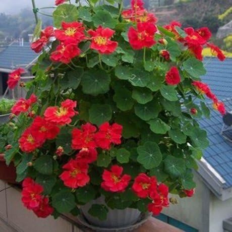Creative Farmer Flower Seeds : Tropaeolum Majus Seeds Climber Flowering Plants- Winter Kitchen Garden Hybrid Seeds Garden [Home Garden Seeds Eco Pack] Plant Seeds