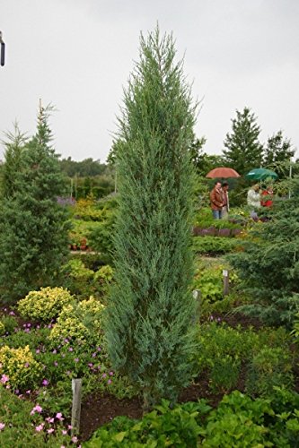 Baumschule Anding Blauer Raketenwacholder – Juniperus scopulorum – Blue Arrow - 4