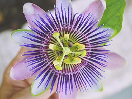 Preisvergleich Produktbild Lais Puzzle Passionsblume 2000 Teile