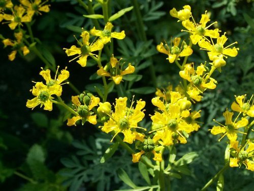 50 YELLOW RUE (Herb of Grace / Common Rue) Ruta Graveolens Herb Flower Seeds by Seedville