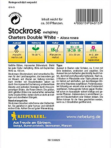 Alcea rosea Stockrosen Stockmalve Chaters Double White - 2