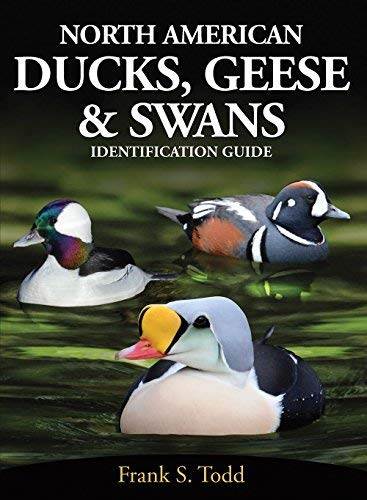 North American Ducks Geese And Swans Identification Guide - 