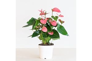 BloomPost Anthurium Andr. Madural Rose (Flamingo plant) - P17-55cm Hauteur - Plantes d'intérieur - Purification de l'air - Facile à entretenir - Frais de l'éleveur