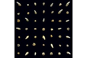 Visions Of Bodies Being Burned