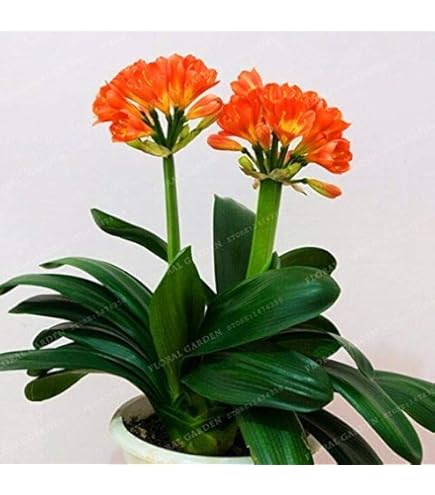 SEMI PLAT ASIENDA-Real semi Clivia, (lampadine Clivia), semi di Fiori