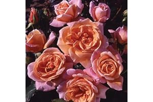 BRYNCIR GARDEN CENTRE Climbing Rose Schoolgirl, Garden Plants & Flowers