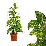 Sansevieria kaufen Sansevieria kaufen