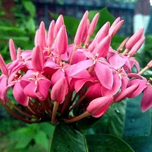 Indian Gardens - Ixora Coccinea Pink Live Plant Indoor & Outdoor Plant with Pot