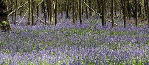 Ceramic mug featuring Bluebells. The images wraps around the mug.