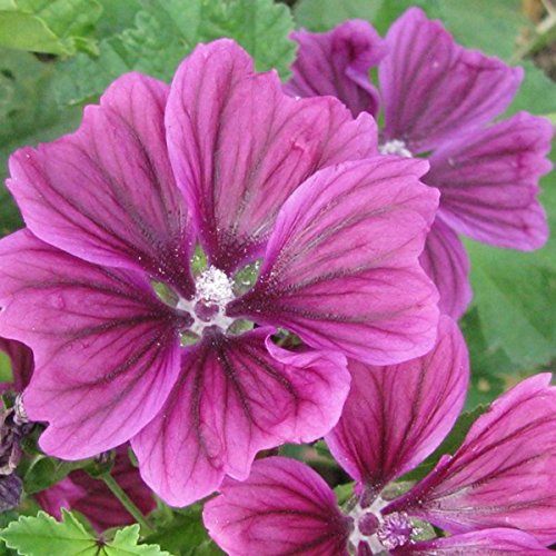 Wilde Malve - Dunkelviolett - Malva sylvestris var. mauritiana - Zier-/Arzneipflanze - 250 Samen