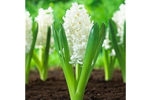 Millthorpe Plant Centre - 3,5,6 or 10 'White Pearl' - White Indoor Prepared Hyacinth - Free P&P (3)