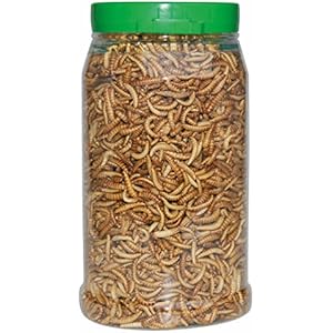 Dragon - CRISPY FOOD - Buffalos, gefriergetrocknet ca. 50g