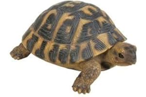 Tortue Vivid Arts Hermann - Taille F